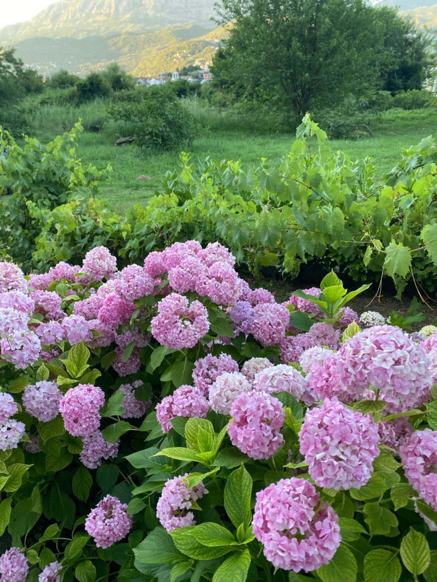 Apartmani Dragana Herceg Novi Bagian luar foto